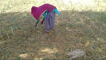 भारतीय देसी प्रेमी ने खेत में काम करती हुई उसकी जोरदार चुदाई की